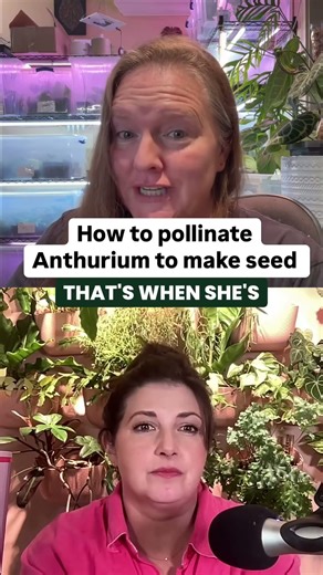 Did you know your Anthurium goes through a female and male stage?! 🪴 I had the most fascinating