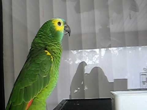 Blue Front Amazon Parrot talking parrot