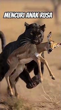 Bikin Mewek‼️Pencurian anak rusa #videoshortsviral #hewanbesar #animals