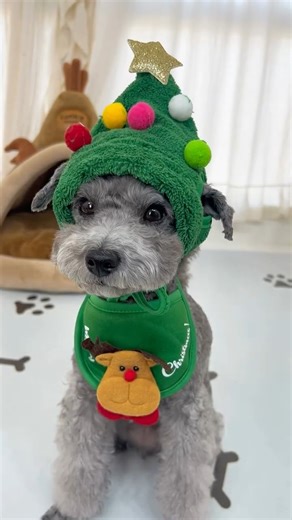 cocker spaniel 🦮 on Instagram: "Costumes for Christmas 🎄 🛒Link in bio to get yours 🎅 🛒 @cocker_ig 👈 . . . #cockerspaniel #cockerspanielofamerica #cockerspanielofuk #dogsofinstagram #cockerspanielsofinstagram #cocker #cockerdream #cockerspanielworld #cockerspanielpuppy #spaniel #puppylove #spanielsofinstagram #puppiesofinstagram #englishcockerspaniel #cockerlove #dogoftheday #cockerspaniellove #cockersofinstagram #cockerlovers #spaniellovers #cockerspaniels #cockerlovers #cockerpuppy"
