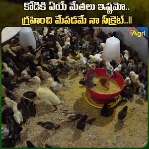 1.5M views · 5.5K reactions | Natu Kodi Eggs Hatching and Chicks...