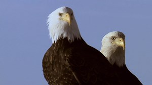 Predator Fail: Hardcore Hunter