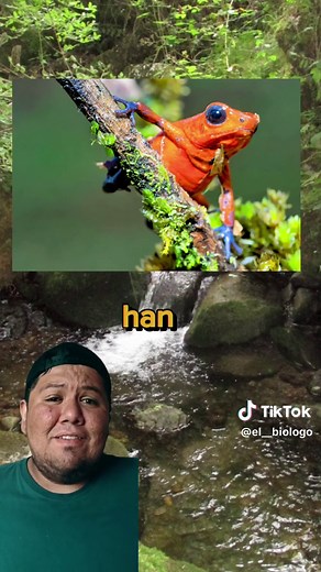 Todo sobre los Anfibios y su Metamorfosis