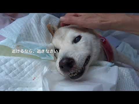 柴犬ミッチー、永眠