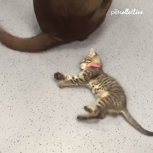 742K views · 8.8K reactions | Hang in there little buddy! And get yourself the ultimate pet party game: https://bit.ly/3dORi2P | Try Not to Laugh | Facebook