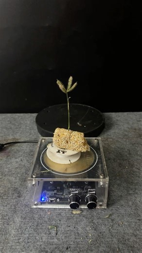 Tesla coil + sesame crunch + Plant