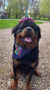 I have never seen a pure bred long haired rottweiler 😍❤️ Credits to @kaiboss_kennels & @rottie_girl | Rottweiler Life