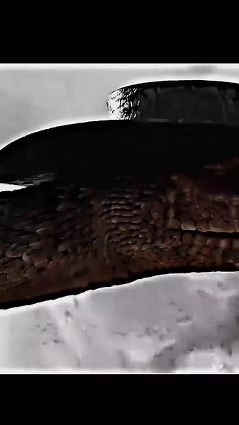 Julio Apreza on TikTok