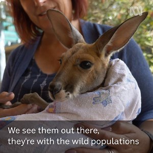 🏥💊 WILDLIFE CARER WORKSHOP 💊🏥 For over 25 years Sue Turner has been saving injured wildlife. She also runs workshops so people can become wildlife carers. Parks and Wildlife are looking for more carers in the Goldfields region. Tune in to the morning show with Poppy at 10am today to hear more. | ABC Goldfields-Esperance