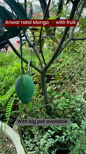 Anwar ratol mango on fruiting available #plants #mangolover #rooftop #garden | Dogar Online Nursary and Kitchen Gardening Shop