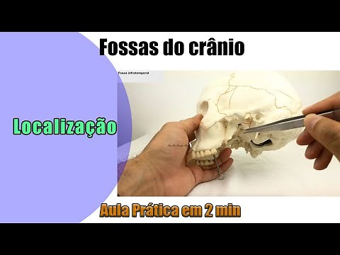 Skull Fossae - Practical Lesson - Anatomy - Human Anatomy