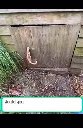 87K views · 4.5K reactions | If pokémon is real | Cat edition  #pokemon #pokemonfan #pokemoncommunity #fblifestyle | Pokémon lover | Facebook