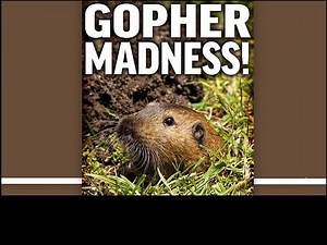 How To Catch A Gopher, The First Time!