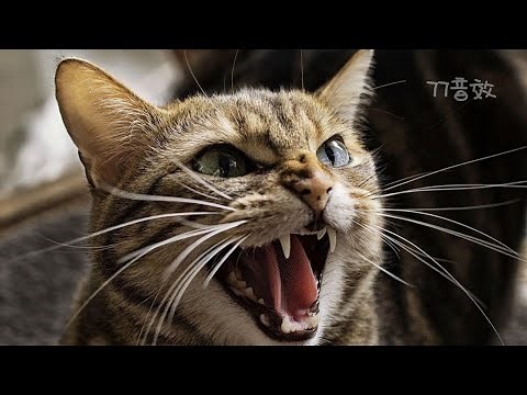 生氣貓叫聲 🐱貓叫聲 兇｜77音效