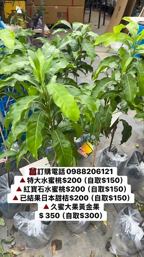 34K views · 243 reactions | ❤️華順農園電話：0988206121 ❤️華順農園地址：台中市大里區東湖路38號...