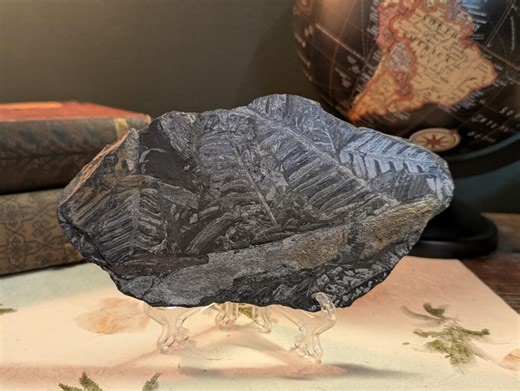 Carboniferous Fern Fossil – Pennsylvania Coal Forest | 300 Million Years Old - Etsy