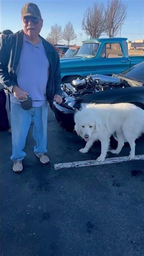 Great Pyrenees Dog at Coffee & Cars saturday