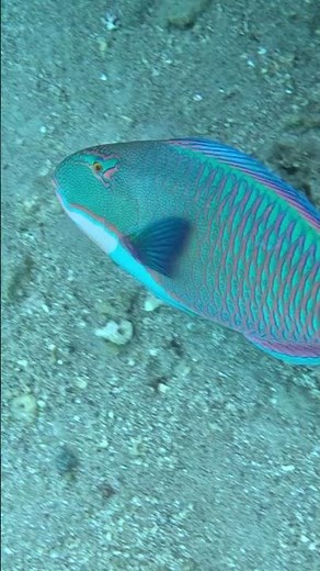 Ocean Rainbow: the Stunning Bicolor Parrotfish 🐠🌈🌴