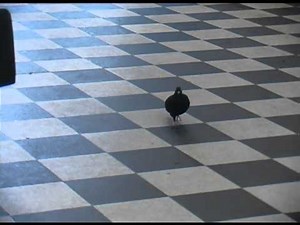 One Direction Kevin the Pigeon