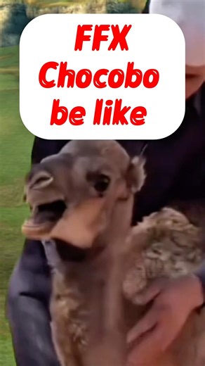 Chocobo speedrun gone WRONG #ffx #finalfantasy #fail