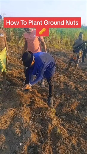 Planting Ground Nuts: A Step-by-Step Guide