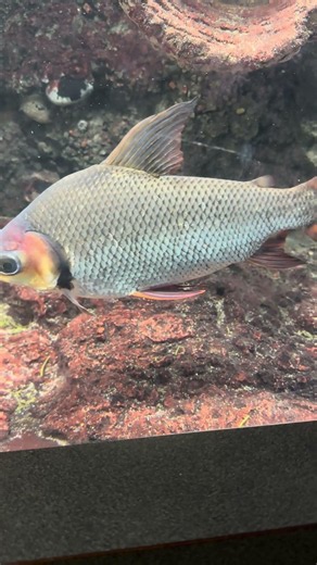Massive Flagtail in a Display Tank