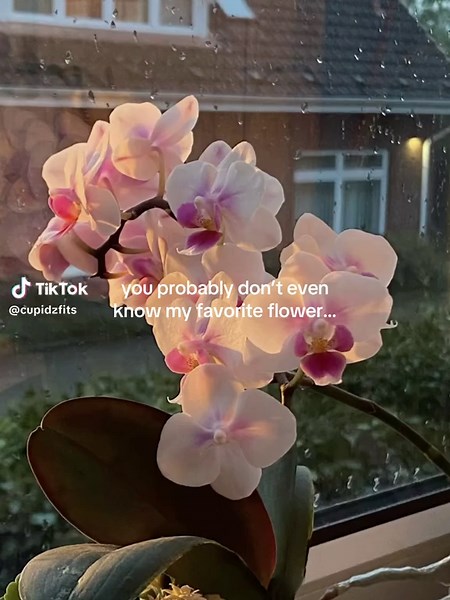 Discovering My Favorite Flower: Orchids