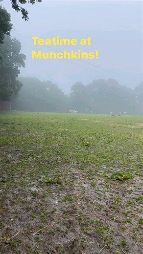 5.4K views · 255 reactions | The munchkins ponies | Munchkins Miniature Shetland Rescue | Facebook