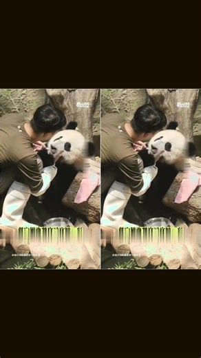 Panda walking at a steady pace#giantpanda #pandalife #cutepanda