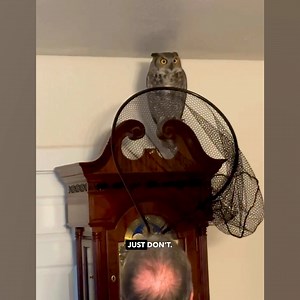 1.3M views · 40K reactions | Here's me commentary on an owl squatting on a clock  | Ozzy Man Reviews | Facebook