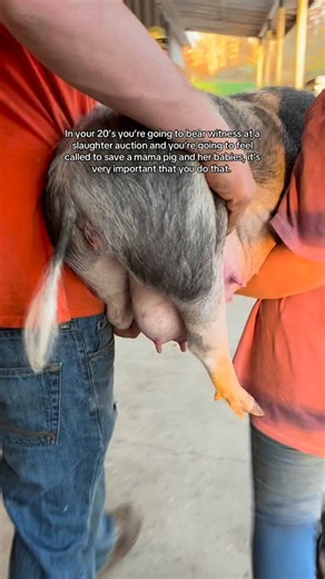 Mama Gloria, baby Norman, Jenny and Jovie (who needed life saving surgery!) are all THRIVING in our care thanks to all of you ❤️❤️❤️ #pigs #pigsofinstagram #nonprofits #animals #animallovers | Sleepy Pig Farm