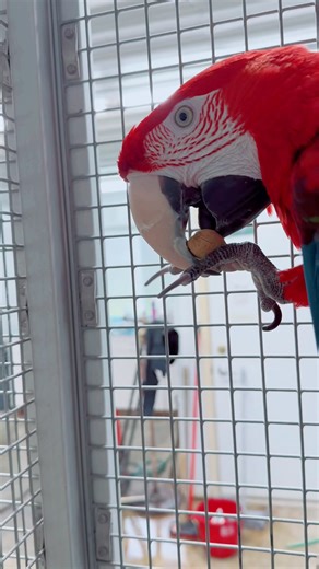 4.5K views · 115 reactions | Blue, our Green-winged Macaw, showing us...