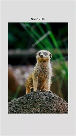 I'm a photographer and I took this photo #nikon #photography #meerkat #photooftheday # #nikonz50ii