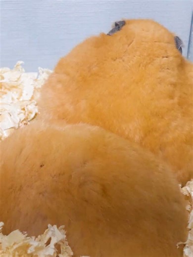 四つの爆弾饅頭 #ハムスター #hamsterlove #hamster #おもしろ #癒し