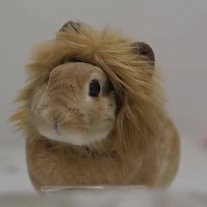 it's the ciiircle of liiiife 🦁 | animals eating fruit