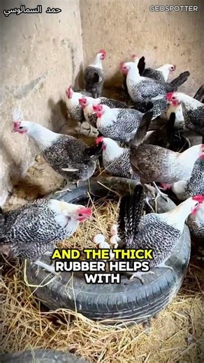 This Man’s Simple DIY Chicken Nest Hack! GENIUS!