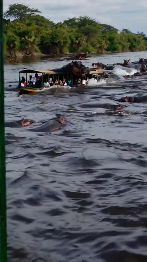 Massive Hippo Sinks Boat!
