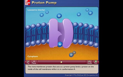 Proton Pump-质子泵-动画