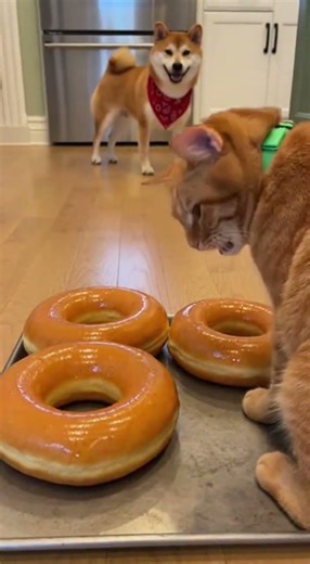 Donut Tray Delivery Slide (Instant Mask)