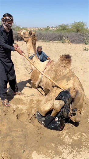 تلد جمل صغيراً، لكن صاحبها يُخرجه بعصا. وقد نجحت محاولته لإنقاذه من الشجرة.