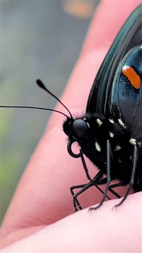 Discover the Unique Pipevine Swallowtail Butterfly
