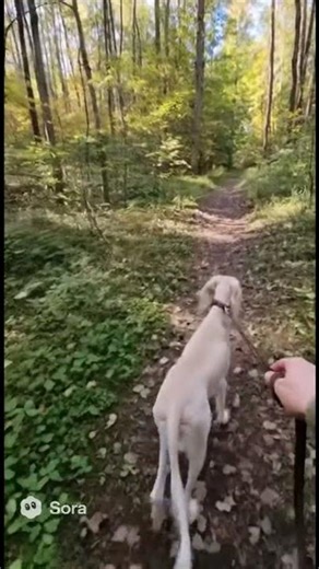 산길 신책중 #healing #saluki