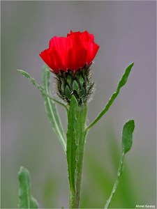 Centaurea tchihatcheffii - Alchetron, the free social encyclopedia