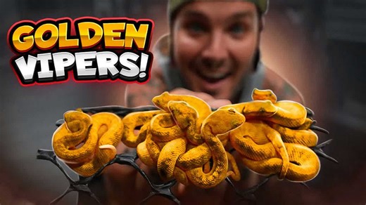 Baby golden eyelash vipers revealed in close detail