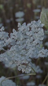 25K views · 1.8K reactions | Tuesday | Fleet Foxes | Facebook