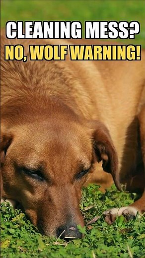 Why Do Dogs Kick After They Poop? (Most Owners Get It Wrong)