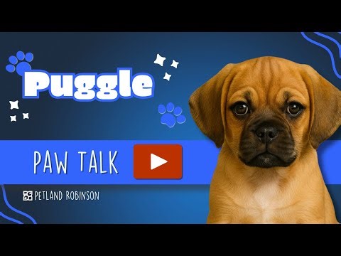Paw Talk: Is the Puggle Right for You? | Petland Robinson PA