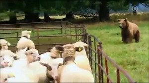 41K views · 1.1K reactions | What a Brave dog.. | Hatch Keen | Facebook