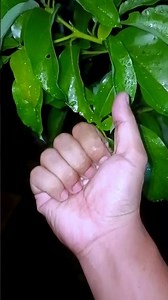 Tiger dragonfly, the beautiful insects 😍