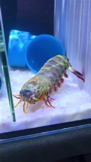 Giant Mantis Shrimp Looking For Food, Almost No See #mantisshrimp #aquarium